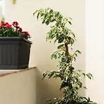 Daire Casa Matina Lefkimmi (Corfu)