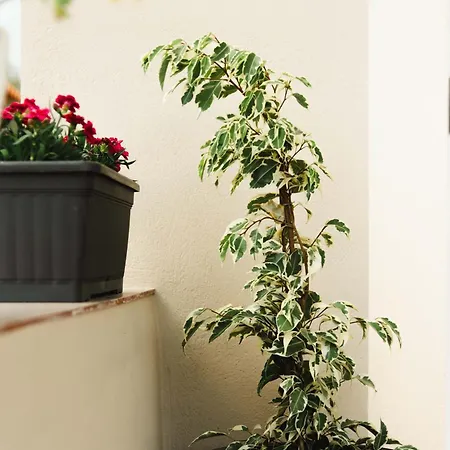 Apartman Casa Matina Lefkími