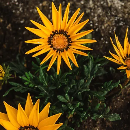 Apartman Casa Matina *