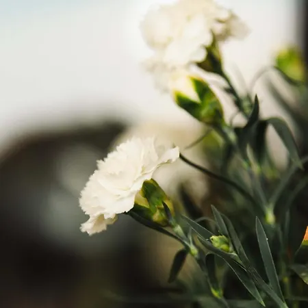 Casa Matina לפקימי