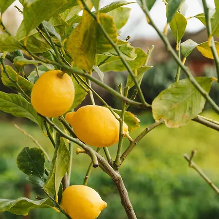 Casa Matina דירה *